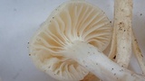 Hygrocybe russocoriacea image