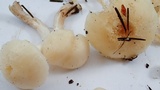 Hygrocybe russocoriacea image