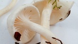 Hygrophorus eburneus image
