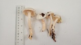 Hygrophorus eburneus image