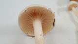 Hygrophorus eburneus image
