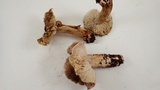 Tricholoma luteomaculosum image