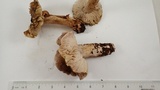 Tricholoma luteomaculosum image