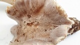 Tricholoma luteomaculosum image