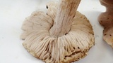 Tricholoma luteomaculosum image