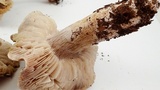 Tricholoma luteomaculosum image