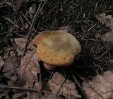 Boletus luridus image