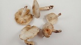 Tricholoma saponaceum image