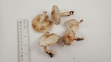 Tricholoma saponaceum image