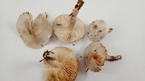 Tricholoma saponaceum image