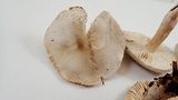 Tricholoma saponaceum image