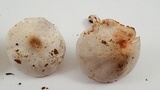 Tricholoma saponaceum image