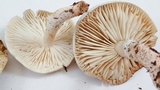 Tricholoma saponaceum image