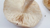 Tricholoma saponaceum image