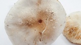Tricholoma saponaceum image