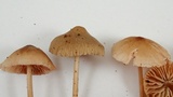 Mycena galericulata image