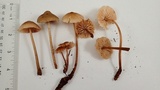 Mycena galericulata image