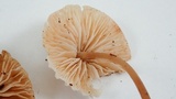 Mycena galericulata image