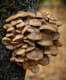 Pleurotus populinus image