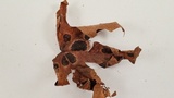Rhytisma punctatum image