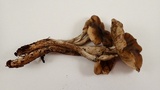 Lyophyllum semitale image