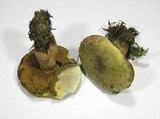 Boletus luridus image