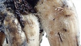 Lyophyllum decastes image