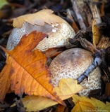 Agaricus deardorffensis image