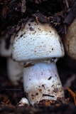 Agaricus deardorffensis image