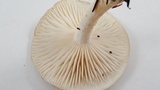 Hygrophorus agathosmus image