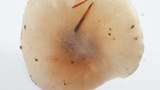 Hygrophorus agathosmus image