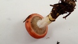 Gomphidius subroseus image