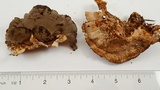 Bjerkandera adusta image