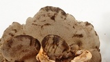 Bjerkandera adusta image