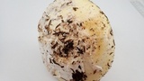 Amanita vernicoccora image