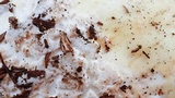 Amanita vernicoccora image