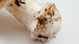 Amanita vernicoccora image