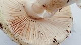 Amanita vernicoccora image