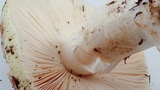Amanita vernicoccora image