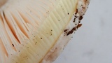 Amanita vernicoccora image