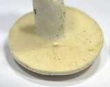 Lactarius piperatus image