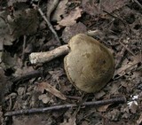 Leccinum pseudoscabrum image