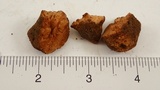 Gautieria monticola image