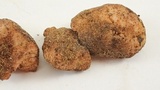 Gautieria monticola image