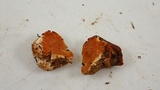 Hymenogaster occidentalis image