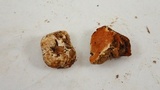 Hymenogaster occidentalis image