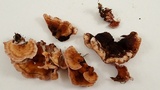 Chondrostereum purpureum image