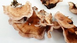 Chondrostereum purpureum image