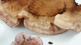 Chondrostereum purpureum image