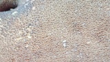 Scutiger pes-caprae image